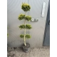 BONSAI Cyprysik Lawsona Ivonne wiele kul - sadzonki 150 / 180 cm